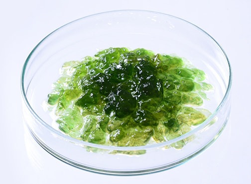 スイゼンジノリ